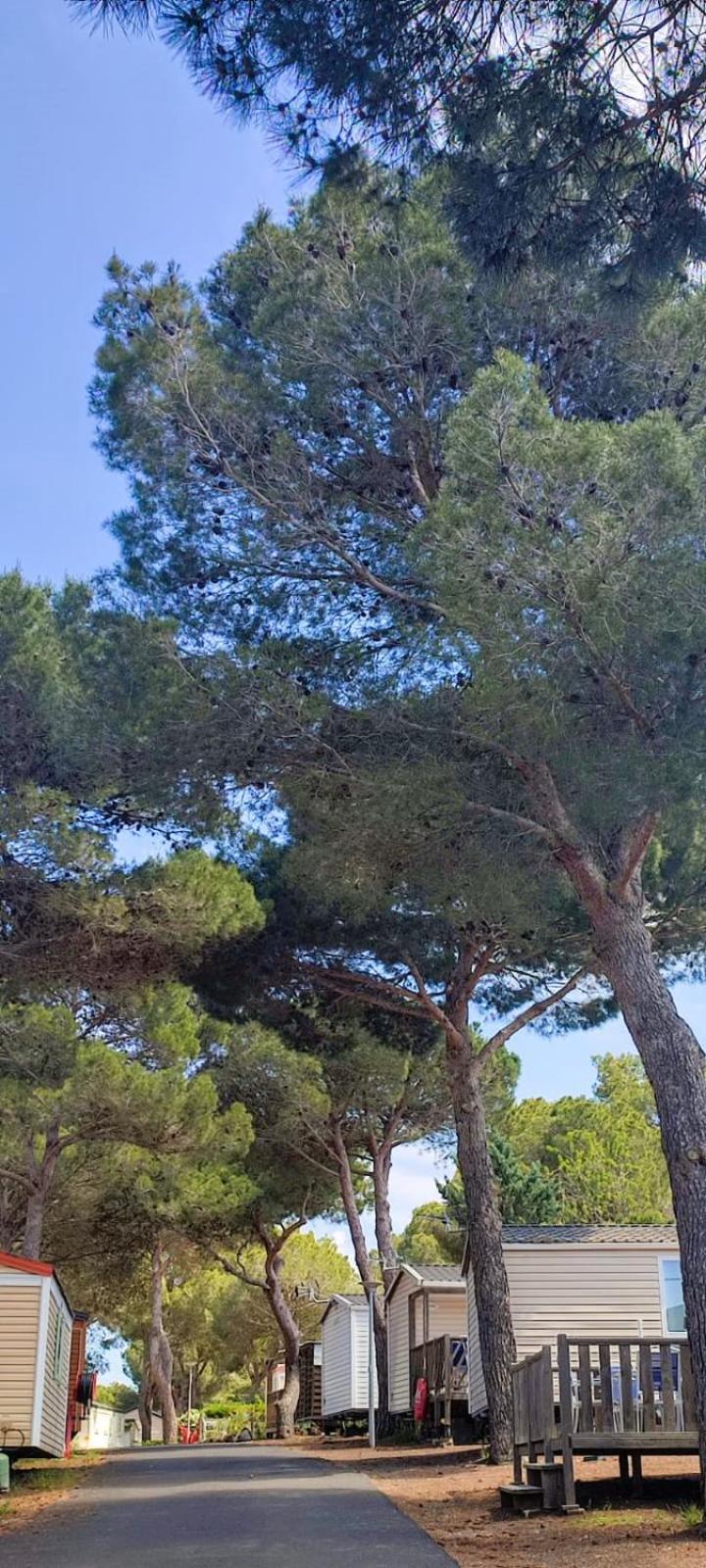 Domaine Residentiel De Plein Air Odalys La Pinede Агд Экстерьер фото